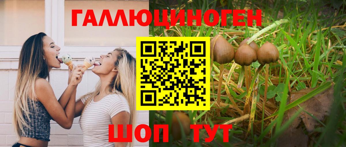 Псилоцибиновые грибы Psilocybe Кунгур